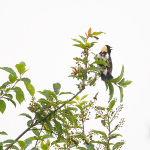 BOBOLINK - BRUCE COUNTY