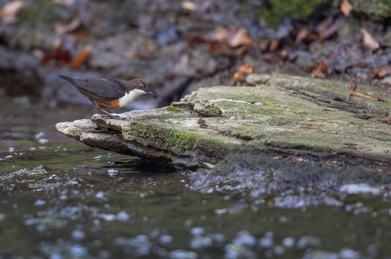Dipper - River Bollin - Cheshire