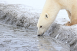 Polar Bear drinking, Churchill, Canada