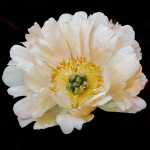 Mainly Floral 2024-7