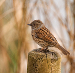 Dunnock