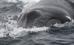 Humpback Whale, Pico Island, Azores
