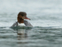 Goosander swimming, head-on, Farmoor Reservoir