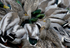 Duck Feeding Frenzy