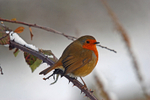 Robin