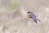 Hobby (Falco subbuteo) hunting mayfly