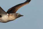 Blue-footed Booby flying close view, North Seymour, Galapagos