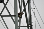 Common Buzzard