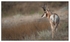 Wildlife Portfolio - 04