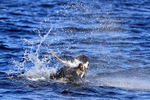 Cape Fur Seal attacking Ray, False Bay, South Africa