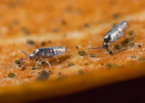 Lepidocyrtus