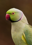 Ring Necked Parakeet - Psittacula krameri RPNP0122