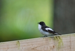 Pied Flycatcher