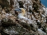 Gannet