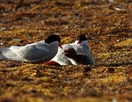 Arctic tern 3956