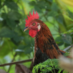 Red Junglefowl (male), Opaekaa Falls, Kauai