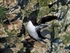 Razorbill