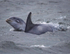Chanory point, Bottle nose dolphins