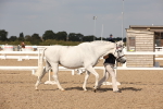 SBM_07036