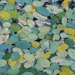 Leaflets of false acacia (ia pseudacacia) that had gathered in a pool is an slow flowing stream