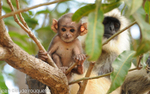 Mother langur and cub.