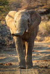 South Africa 2020 portfolio