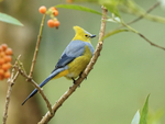 Long-tailed Silky-flycatcher portfolio