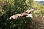 White Tailed Eagle 1
