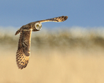 Short-eared Owl in flight, Hawling, Gloucestershire