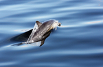 WDP002: Common dolphin