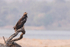 African Fish Eagle  (juv)