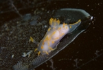 Polycera quadrilineata with parasites