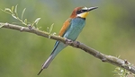 Bee Eater.