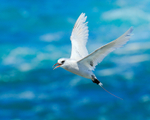 Red-tailed Tropicbird hovering, Kilauea Point, Kauai