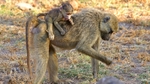 _M7B0053 Amboseli