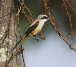 Long Tailed Shrike