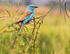 Abyssinian Roller
