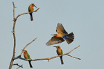 White-fronted Bee-eaters