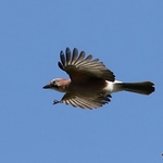 Eurasian Jay (Garrulus glandarius)