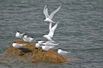 Sandwich Terns