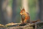 Red Squirrel