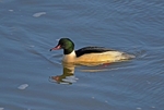 Goosander