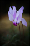 Cyclamen