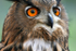 European Eagle Owl  _AGT014