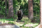 Brown Bear