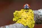 Ladybird