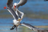 Gull Attack Tern