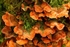 Fungus on Log