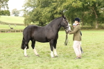 S56 - Show Cob in Hand portfolio