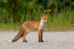 Red Fox - Vulpes vulpes